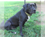 Small #3 Boxer Mix