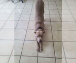 Small #2 American Pit Bull Terrier Mix