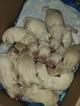 Small Photo #2 Goldendoodle Puppy For Sale in VACAVILLE, CA, USA