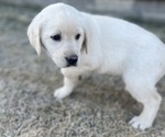 Small Photo #3 Labrador Retriever Puppy For Sale in CLINTONVILLE, WI, USA