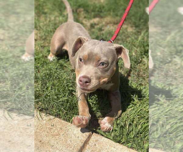 Medium Photo #13 American Pit Bull Terrier-Unknown Mix Puppy For Sale in New York, NY, USA