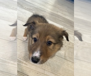 Miniature American Shepherd-Mutt Mix Puppy for sale in EATON, CO, USA