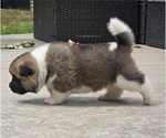 Small #2 Akita