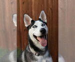 Small #9 Siberian Husky