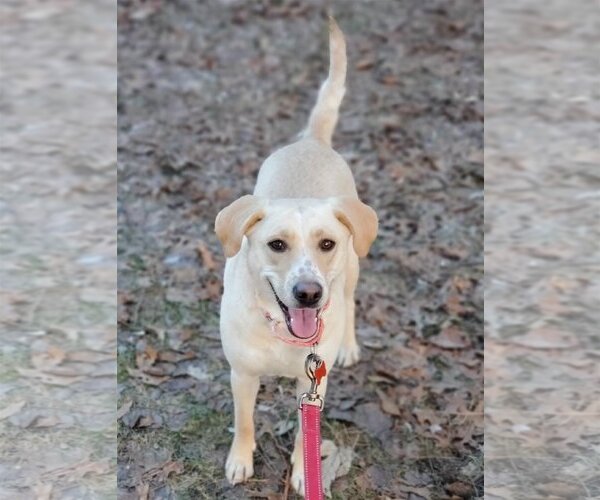 Medium Photo #18 Labrador Retriever-Unknown Mix Puppy For Sale in Plymouth, MN, USA