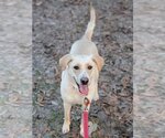 Small Photo #18 Labrador Retriever-Unknown Mix Puppy For Sale in Plymouth, MN, USA