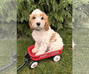 Cavapoo Puppy for sale in MIDDLEBURY, IN, USA