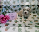 Small Photo #28 Maltipoo (Miniature) Puppy For Sale in BROOKFIELD, MO, USA