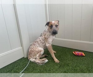 Mutt Dogs for adoption in Camarillo, CA, USA