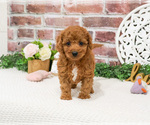 Small #7 Cavapoo (Miniature)