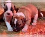 Small Photo #1 American Bulldog Puppy For Sale in MILLS RIVER, NC, USA