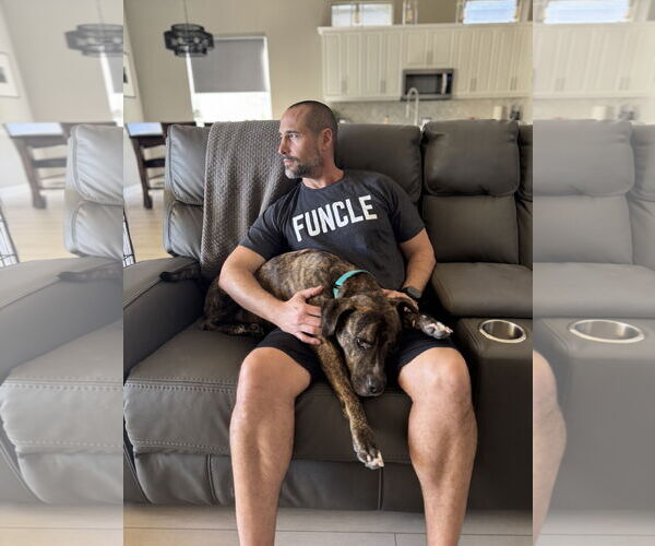 Medium Photo #2 American Staffordshire Terrier-Unknown Mix Puppy For Sale in Lighthouse Point, FL, USA