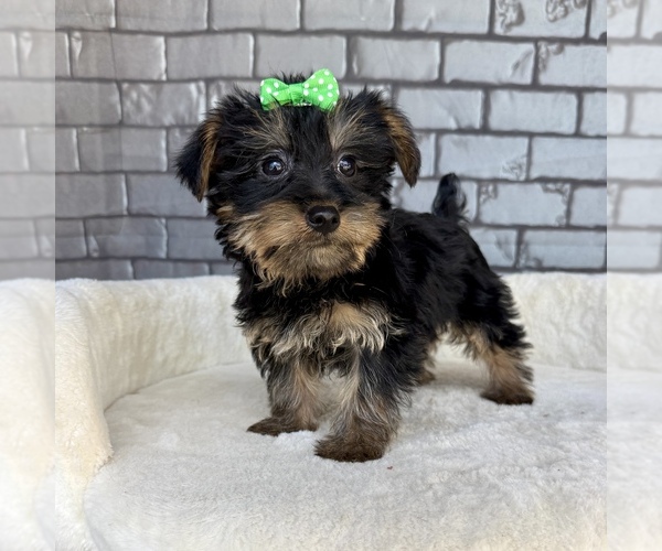 Medium Photo #2 Yorkshire Terrier Puppy For Sale in OCALA, FL, USA