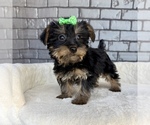 Small #1 Yorkshire Terrier