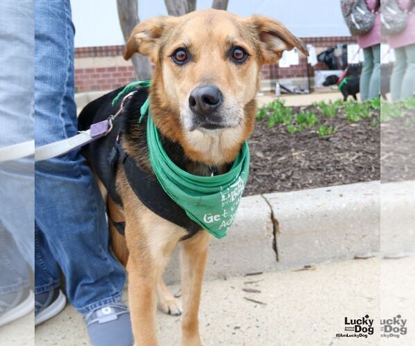 Medium Photo #2 Mutt Puppy For Sale in Washington, DC, USA
