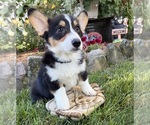 Small #3 Pembroke Welsh Corgi
