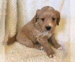 Small Photo #1 Goldendoodle-Poodle (Miniature) Mix Puppy For Sale in SOMERSET, OH, USA
