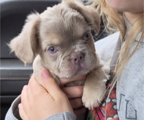 Medium Photo #1 French Bulldog Puppy For Sale in MILTON, WI, USA