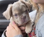 Fluffy Male - Male French Bulldog Puppy for Sale - Small photo