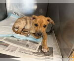 Small American Pit Bull Terrier Mix