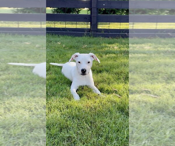 Medium Photo #3 American Pit Bull Terrier-Unknown Mix Puppy For Sale in Mooresville, NC, USA