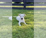Small #2 American Pit Bull Terrier Mix