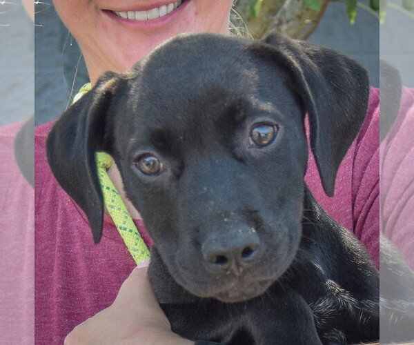 Medium Photo #6 American Staffordshire Terrier-Unknown Mix Puppy For Sale in Huntley, IL, USA