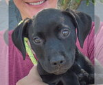 Small #5 American Staffordshire Terrier Mix