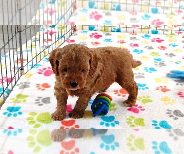 Medium Photo #7 Cavapoo mix (+ Poodle Miniature) Puppy For Sale in ORO VALLEY, AZ, USA