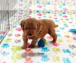 Small #6 Cavapoo mix (+ Poodle Miniature)