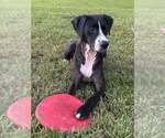 Small Photo #2 Mutt Puppy For Sale in Abbeville, LA, USA