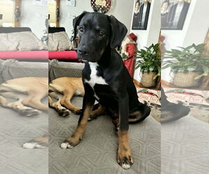 Boxer-Unknown Mix Dogs for adoption in Burnsville, MN, USA