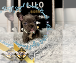 Small #5 French Bulldog