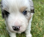 Puppy Puppy 2 Miniature Australian Shepherd