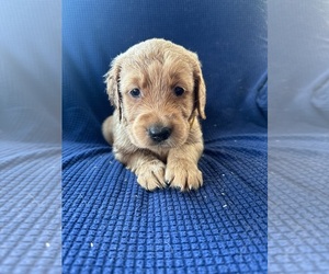 Golden Irish-Golden Retriever Mix Puppy for sale in SOUTH WATERFORD, ME, USA