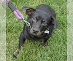 Small #2 Beagle-Chihuahua Mix