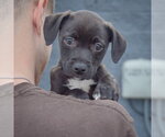 Small Photo #4 Border Collie-Unknown Mix Puppy For Sale in Huntley, IL, USA