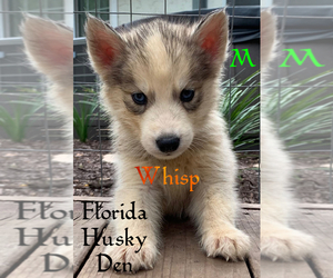 Siberian Husky Dog for Adoption in NEW PORT RICHEY, Florida USA