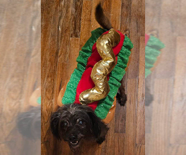 Medium Photo #5 Dachshund-Unknown Mix Puppy For Sale in Cranston, RI, USA