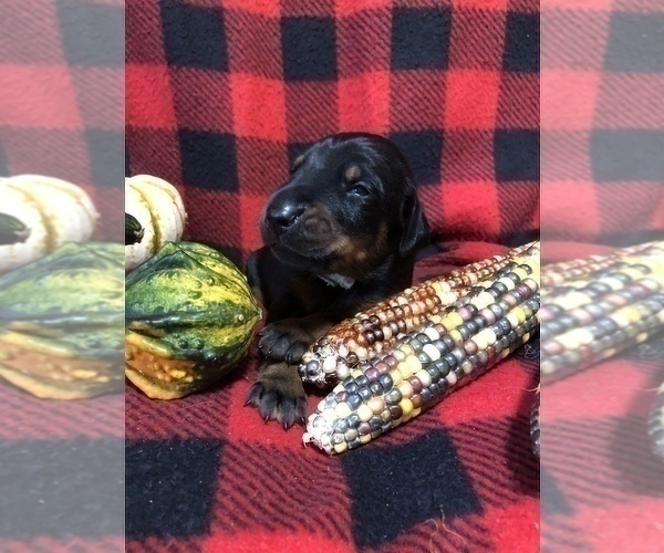 Medium Photo #5 Doberman Pinscher Puppy For Sale in WESTON, WI, USA