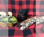 Small Photo #5 Doberman Pinscher Puppy For Sale in WESTON, WI, USA
