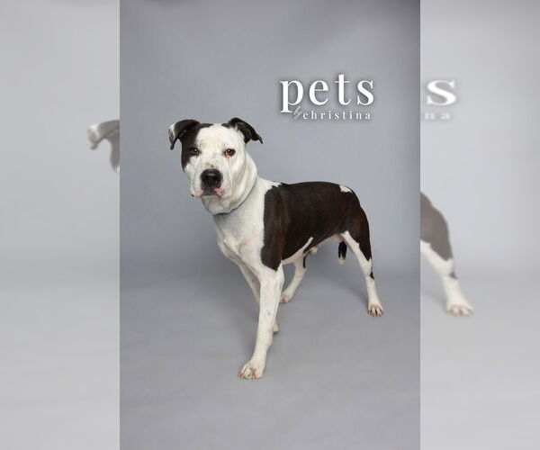 Medium Photo #7 American Staffordshire Terrier-Unknown Mix Puppy For Sale in Foristell, MO, USA
