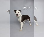 Small #6 American Staffordshire Terrier Mix