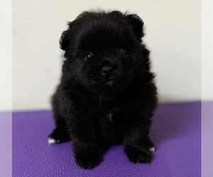 Pomeranian Puppy for sale in ALBANY, NY, USA