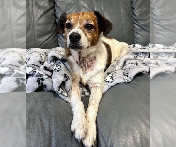 Medium Photo #5 Jack Russell Terrier-Unknown Mix Puppy For Sale in North Myrtle Beach, SC, USA