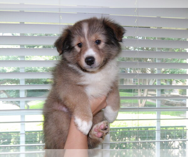 Medium Photo #3 Shetland Sheepdog Puppy For Sale in DALLAS, TX, USA