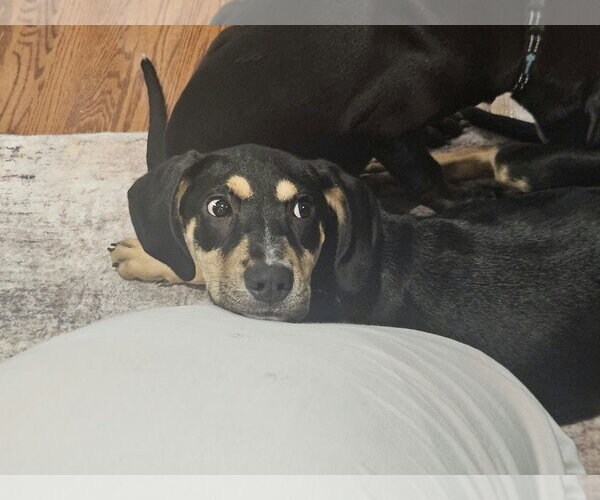 Medium Photo #1 Mutt Puppy For Sale in Woodbury, NY, USA