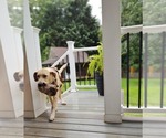 Small #8 Anatolian Shepherd-Labrador Retriever Mix
