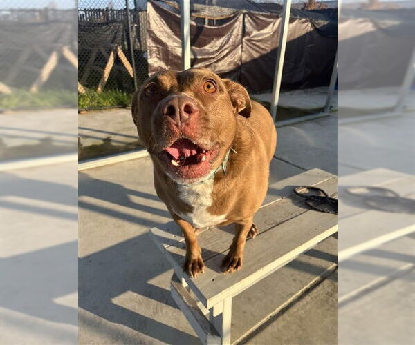 Medium Photo #1 Labrador Retriever-Unknown Mix Puppy For Sale in Elk Grove, CA, USA