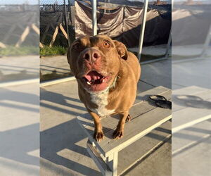 Labrador Retriever-Unknown Mix Dogs for adoption in Elk Grove, CA, USA